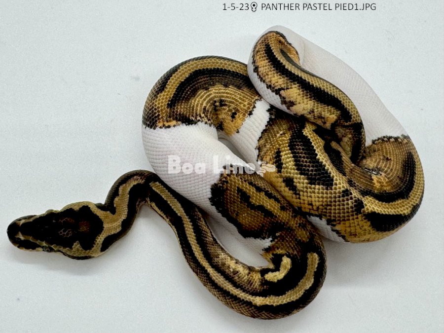 PANTHER PASTEL PIED